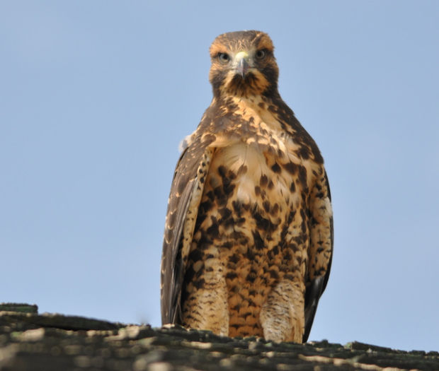Bird